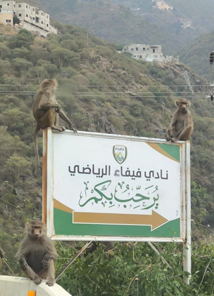 7093-741x1024 انتشار قرود البابون يثير قلق الأهالي في فيفاء.. و”البيئة” تؤكد استمرار جهود المكافحة