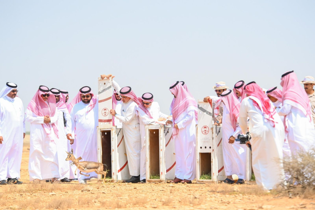 226022-1024x684 أمير جازان ونائبه يطلقان ظباء الإدمي في محمية جزر فرسان