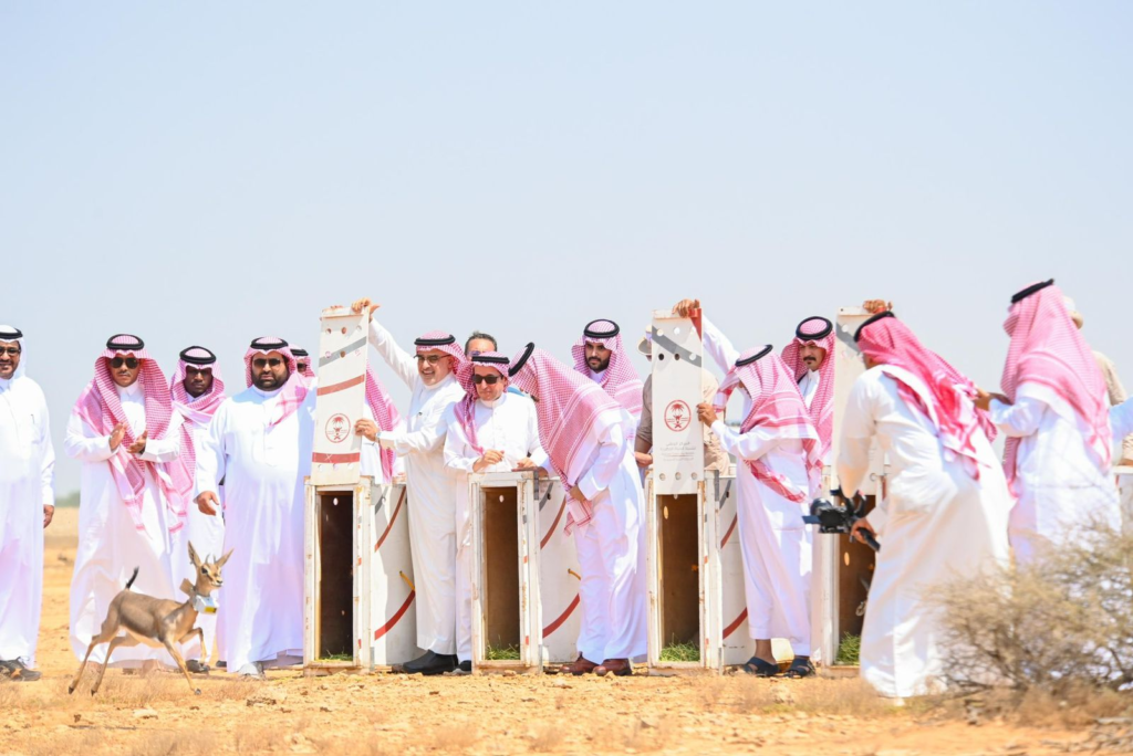 226122-1024x684 أمير جازان ونائبه يطلقان ظباء الإدمي في محمية جزر فرسان