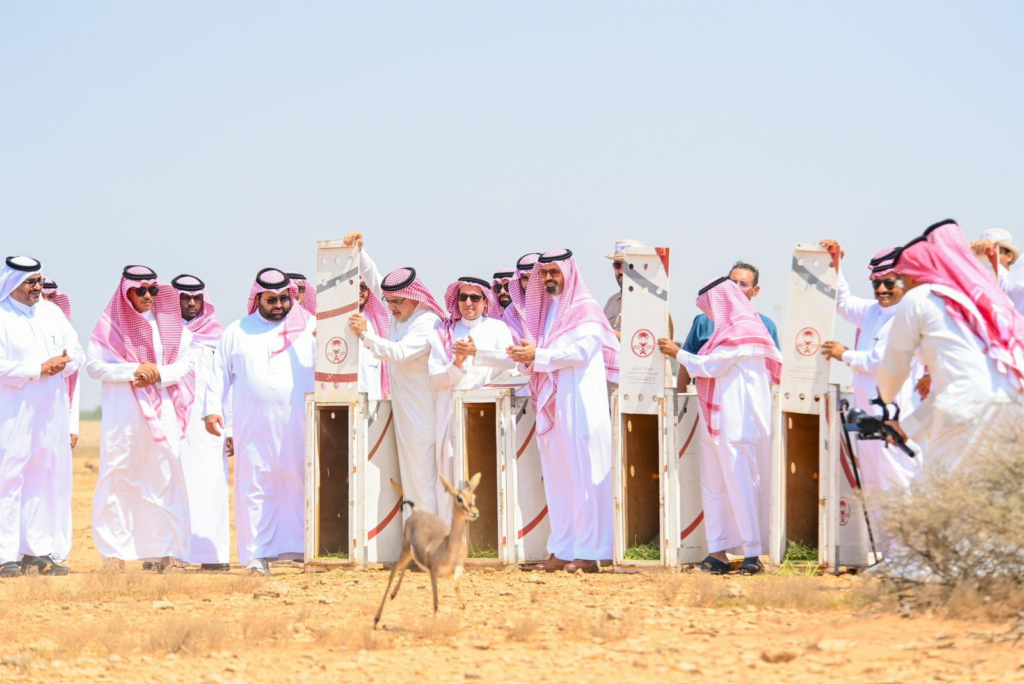 226222-1024x684 أمير جازان ونائبه يطلقان ظباء الإدمي في محمية جزر فرسان