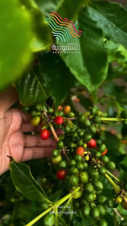 332533 ممشى البن الخولاني بفيفاء.. تجربة سياحية تسكن الذاكرة