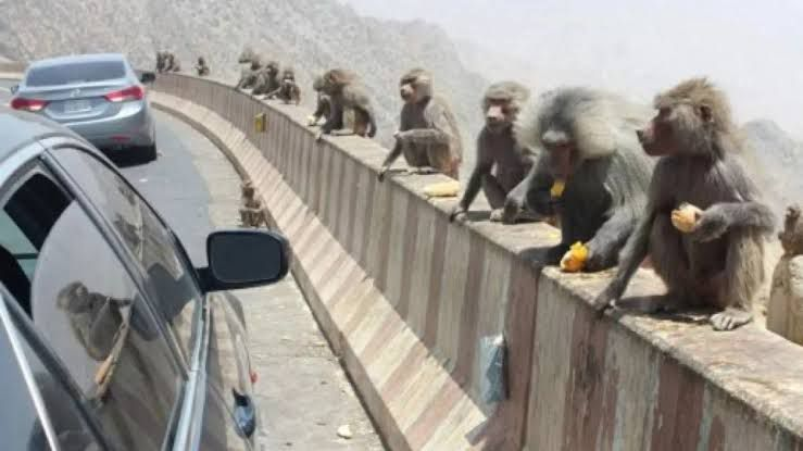 10223 مواطنون يتحدثون لـ«صحيفة أصداء المناطق الإلكترونية