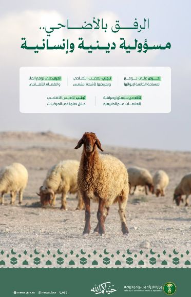 6918 قبل الأضحية.. "البيئة" تدعو للرفق وتحذر من الممارسات الخاطئة