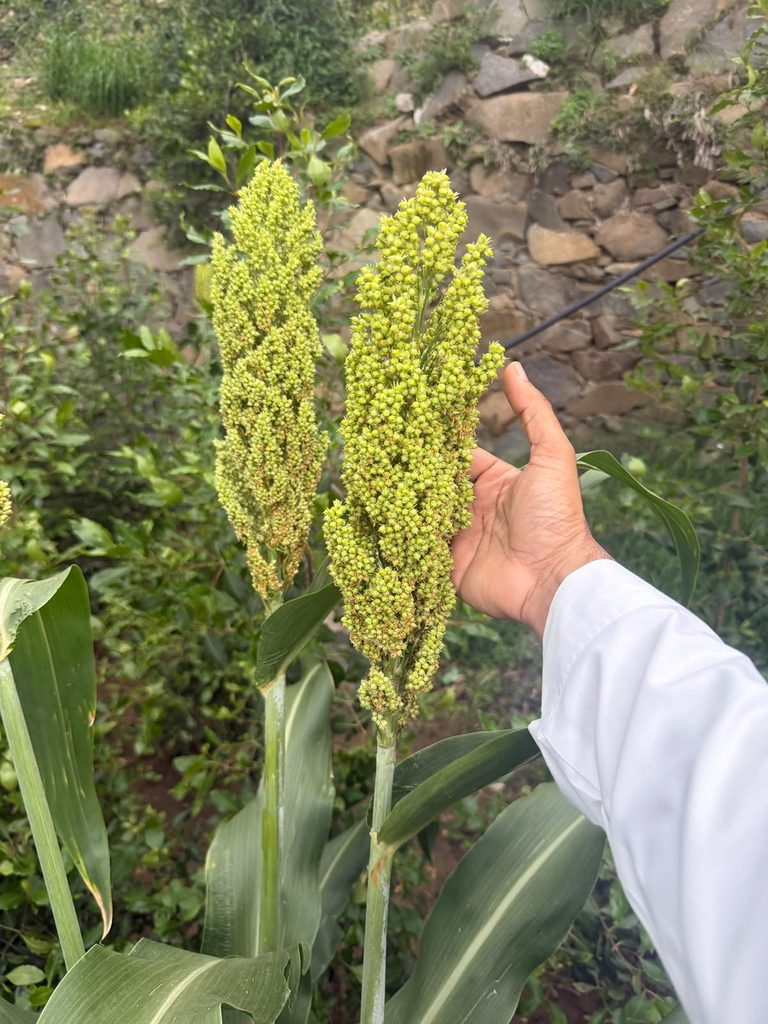 9086-768x1024-2 «موجان» ينجح في جبال فيفاء.. تجربة زراعية واعدة تتحدى التضاريس