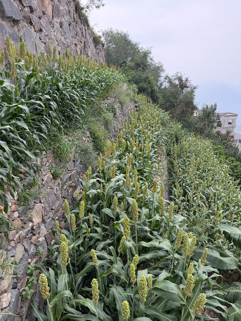 9087-768x1024-2 «موجان» ينجح في جبال فيفاء.. تجربة زراعية واعدة تتحدى التضاريس